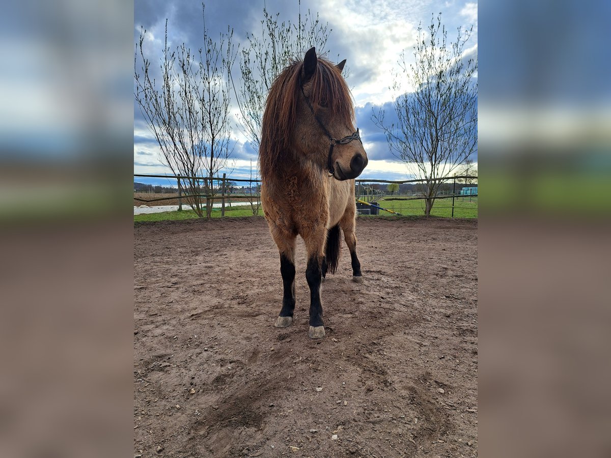 Islandpferd Wallach 8 Jahre 135 cm Falbe in Stuttgart Islandpferd Wallach 8 Jahre 135 cm Falbe in Stuttgart
