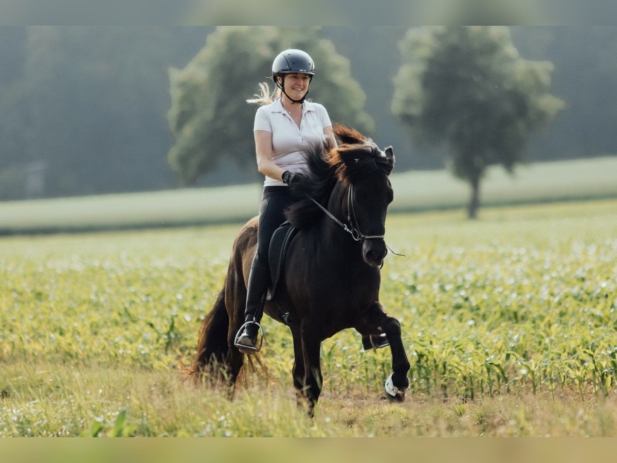 Islandpferd Wallach 8 Jahre 139 cm Rappe in Taufkirchen an der Trattnach
