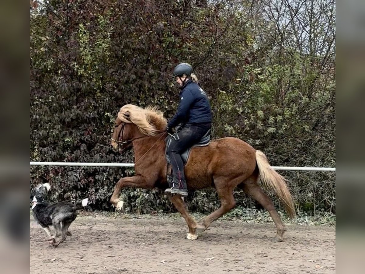Islandpferd Wallach 8 Jahre 140 cm Fuchs in Melle