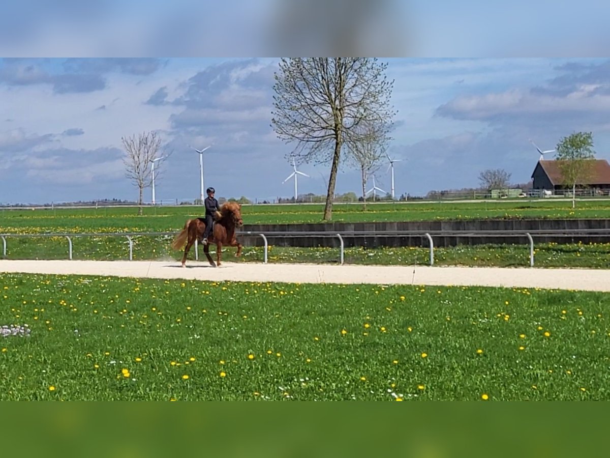 Islandpferd Wallach 8 Jahre 140 cm Fuchs in H&#xFC;rnheiim