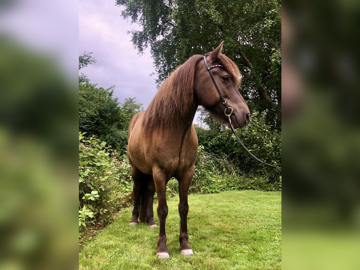 Islandpferd Wallach 8 Jahre 142 cm Rappe in Hohenfelde bei Kiel