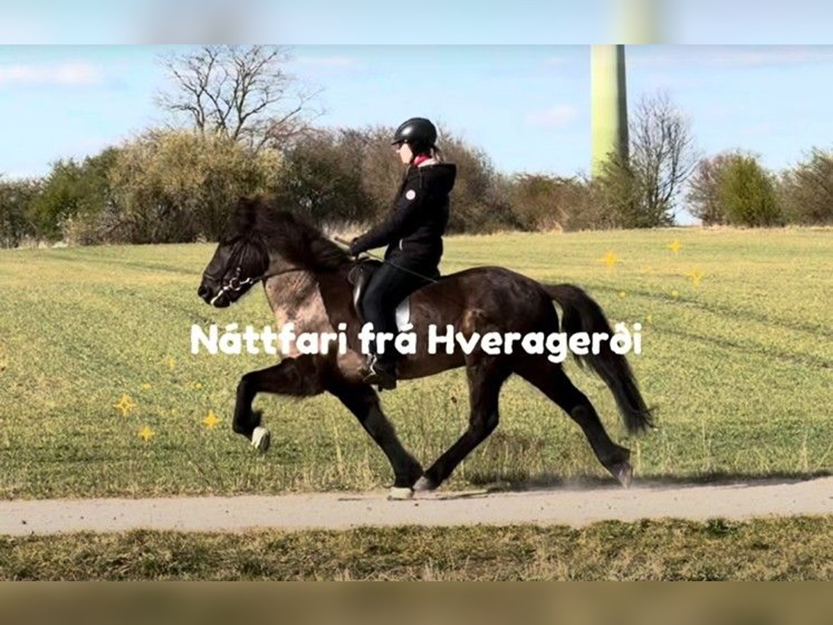 Islandpferd Wallach 8 Jahre 150 cm Rappe in Schneverdingen