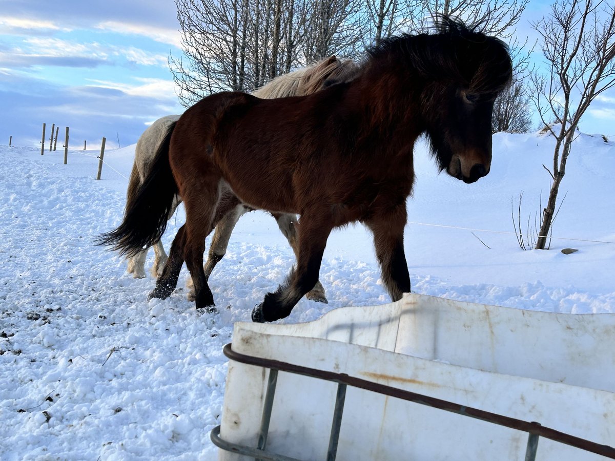 Islandpferd Wallach 8 Jahre 150 cm Rotbrauner in Selfoss