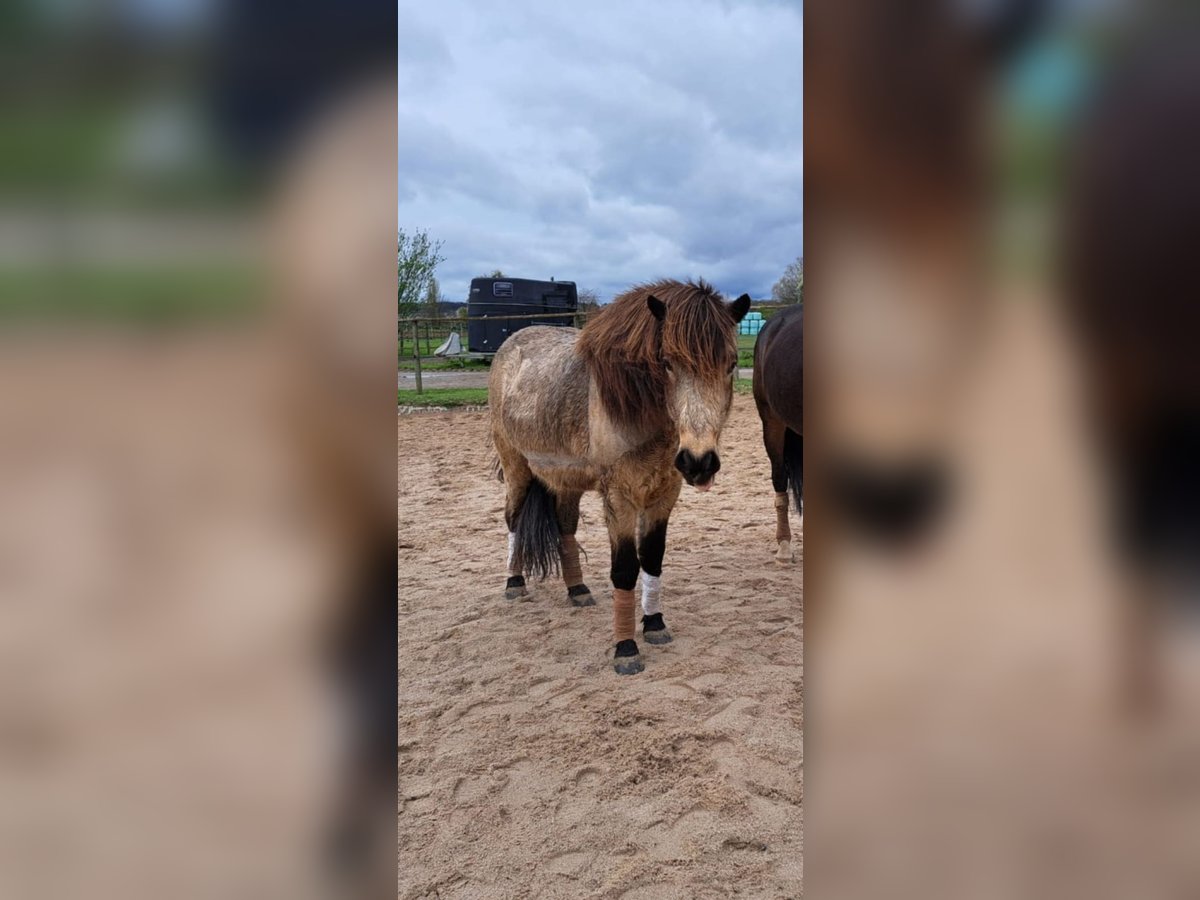 Islandpferd Wallach 8 Jahre Falbe in Stuttgart Islandpferd Wallach 8 Jahre Falbe in Stuttgart