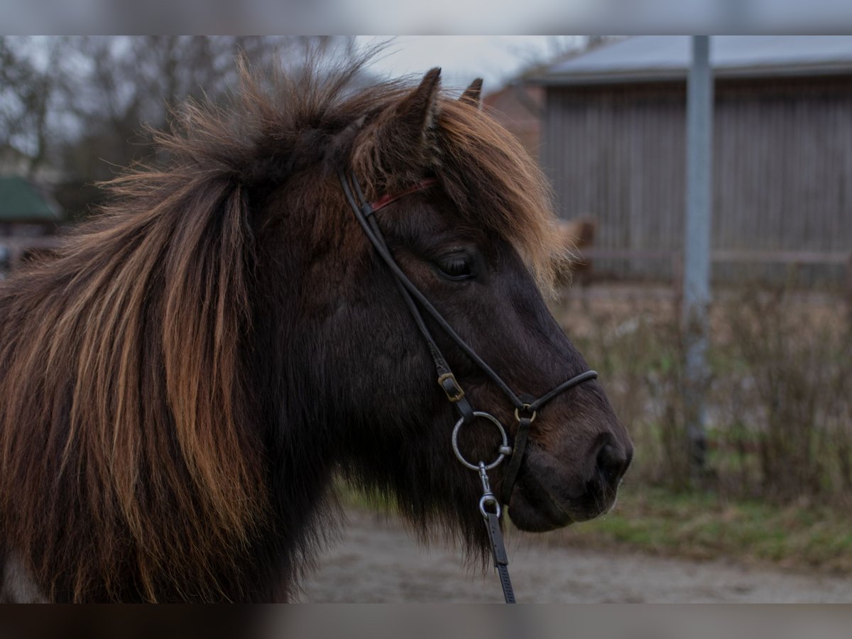 Islandpferd Wallach 9 Jahre 131 cm Rappe in Wahrenholz