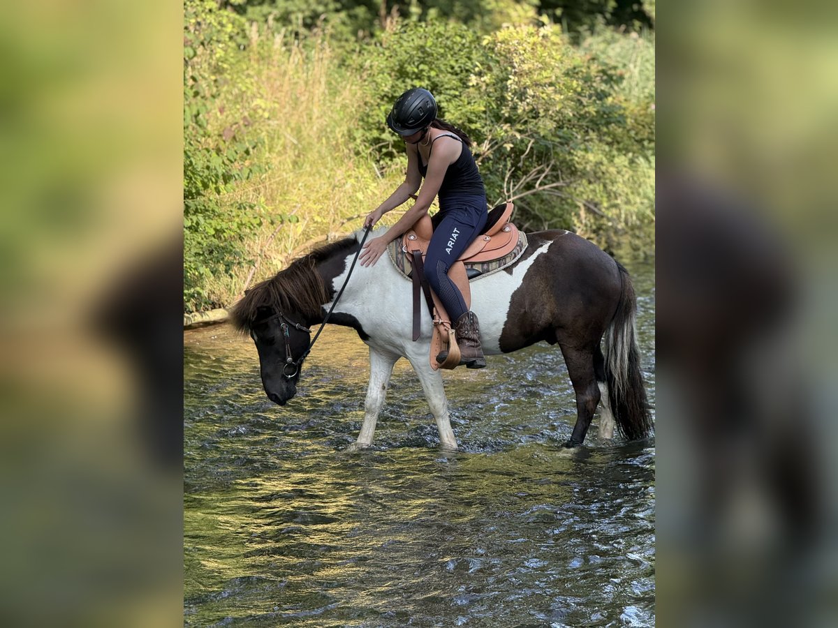 Islandpferd Wallach 9 Jahre 132 cm Schecke in Achstetten