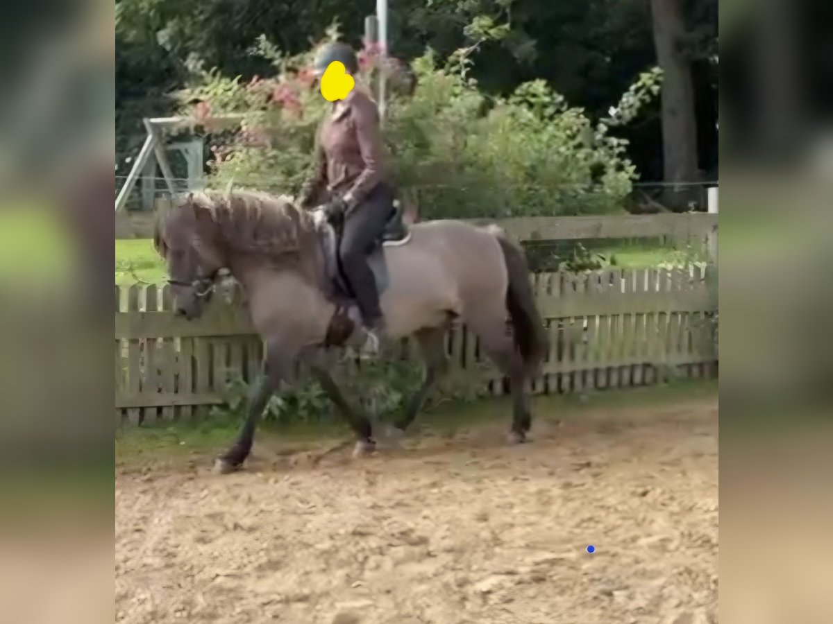 Islandpferd Wallach 9 Jahre 135 cm Falbe in Balje