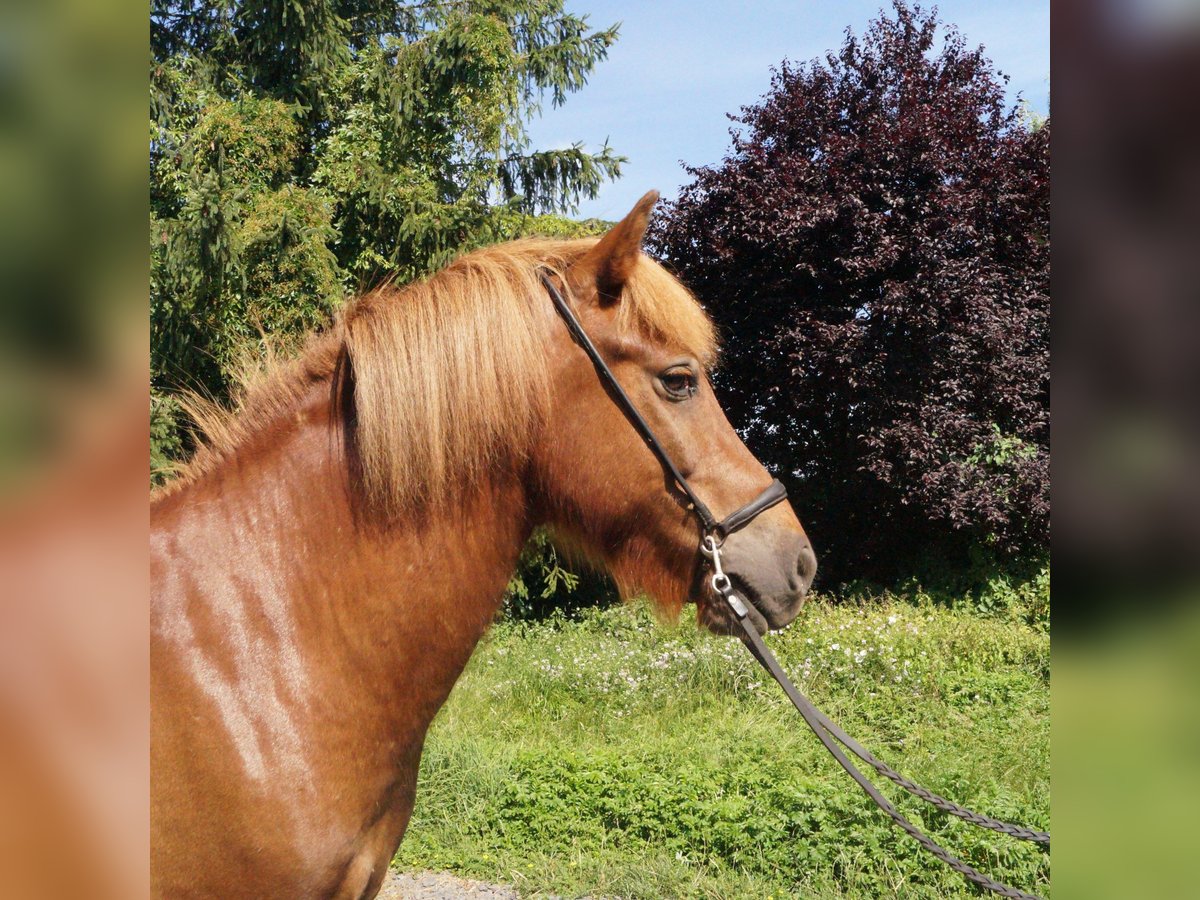 Islandpferd Wallach 9 Jahre 136 cm Fuchs in PuttenPutten