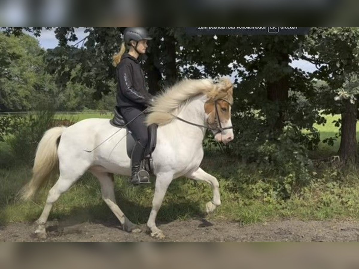 Islandpferd Wallach 9 Jahre 138 cm Schecke in Schneverdingen