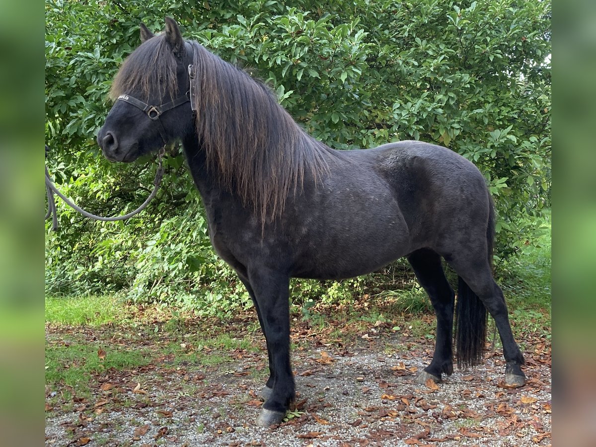 Islandpferd Wallach 9 Jahre 141 cm Rappe in Buch am Buchrain