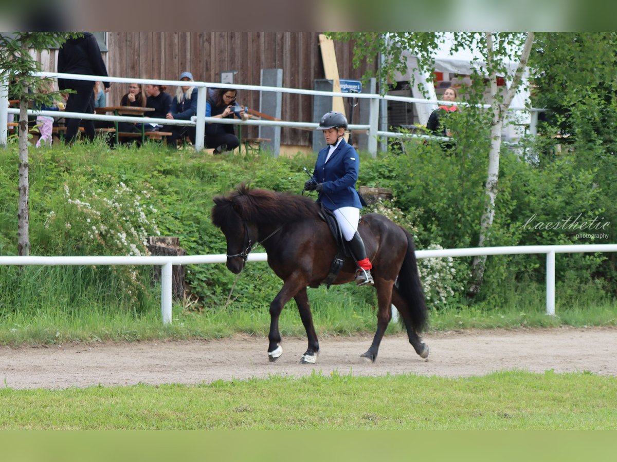 Islandpferd Wallach 9 Jahre 145 cm Rappe in Rosenheim