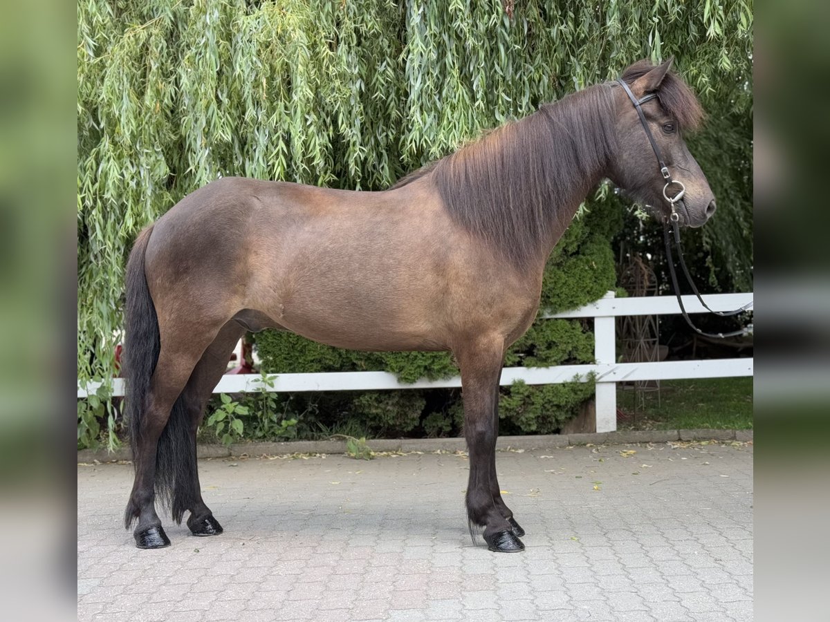 Islandpferd Wallach 9 Jahre 146 cm Rappe in Lochen am See