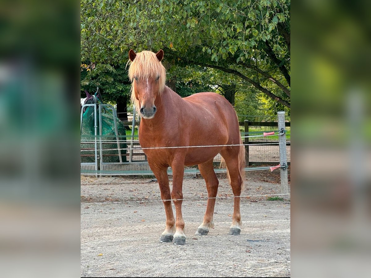 Islandpferd Wallach 9 Jahre Fuchs in NottulnNottuln