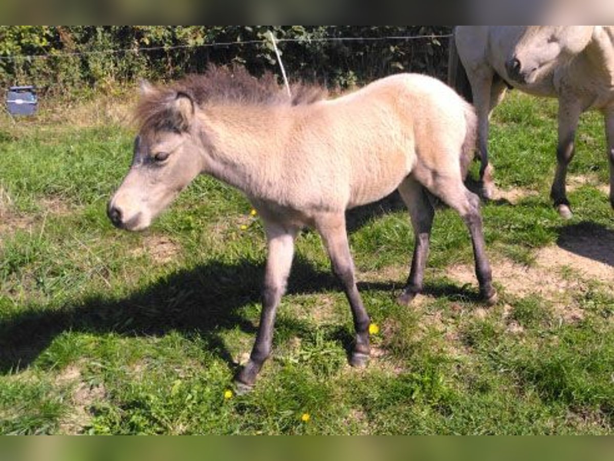 Islandpferd Wallach Fohlen (08/2025) 138 cm Falbe in Boussac