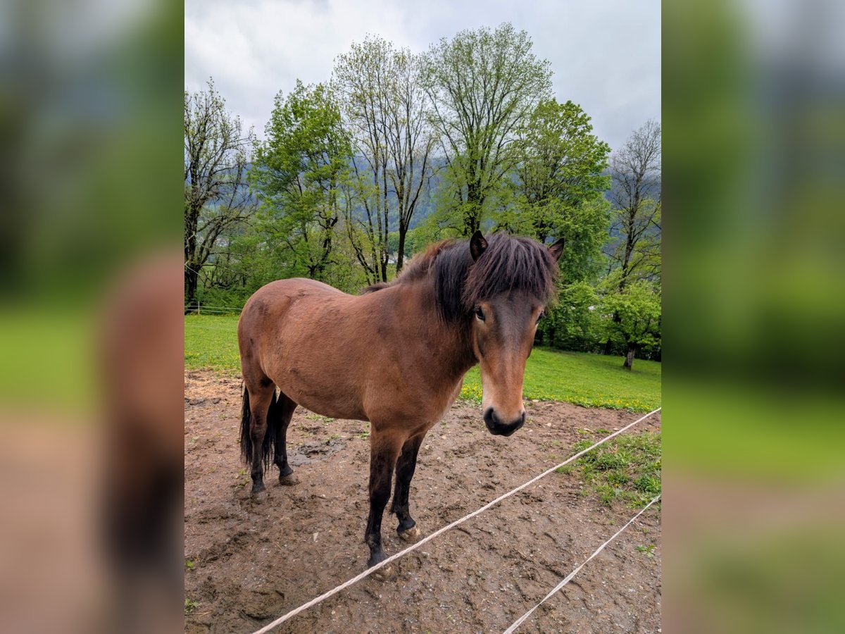 Islandpferd Wallach  145 cm Brauner in Kitzbühel