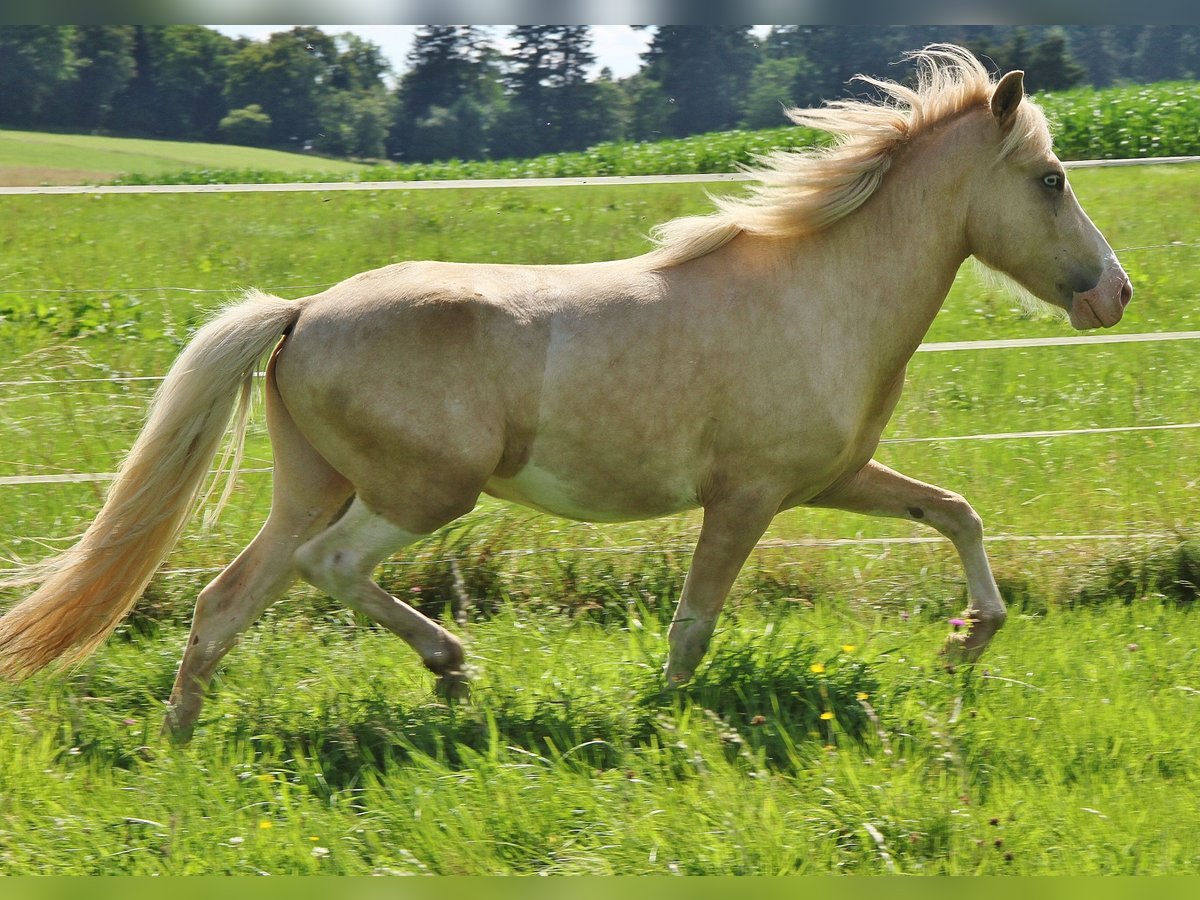 Islandshäst Hingst 2 år 136 cm Vit in Saarland