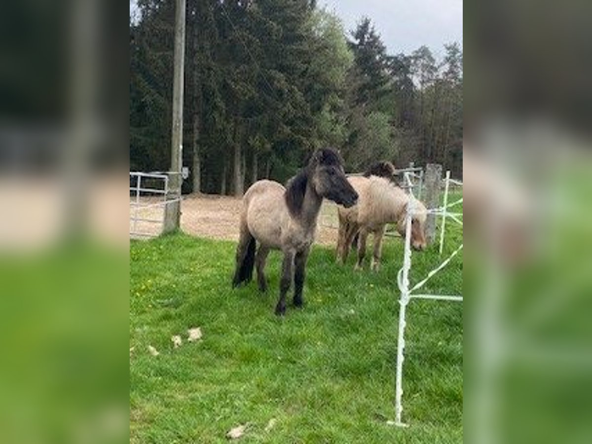 Islandshäst Hingst 2 år 139 cm Black in Fulda