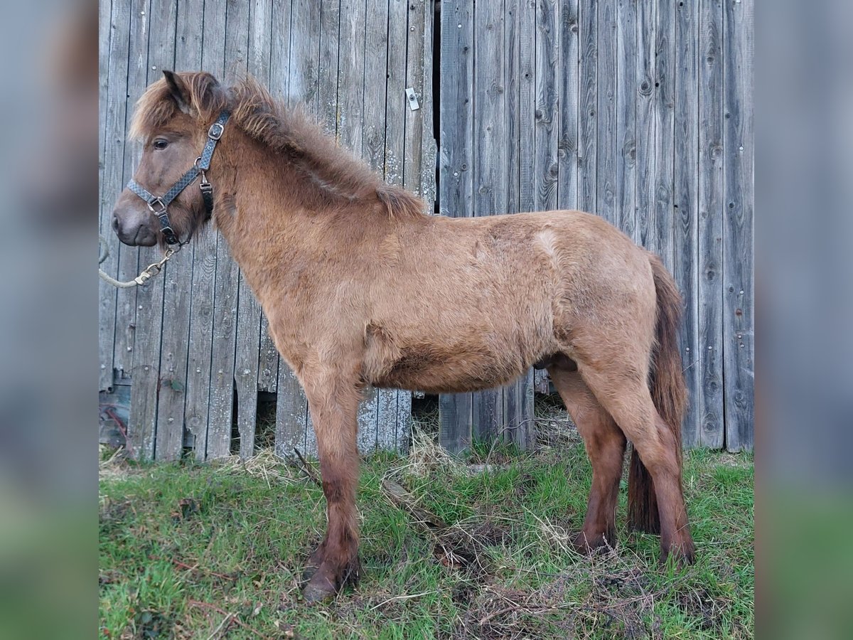 Islandshäst Hingst 3 år Palomino in Saarland