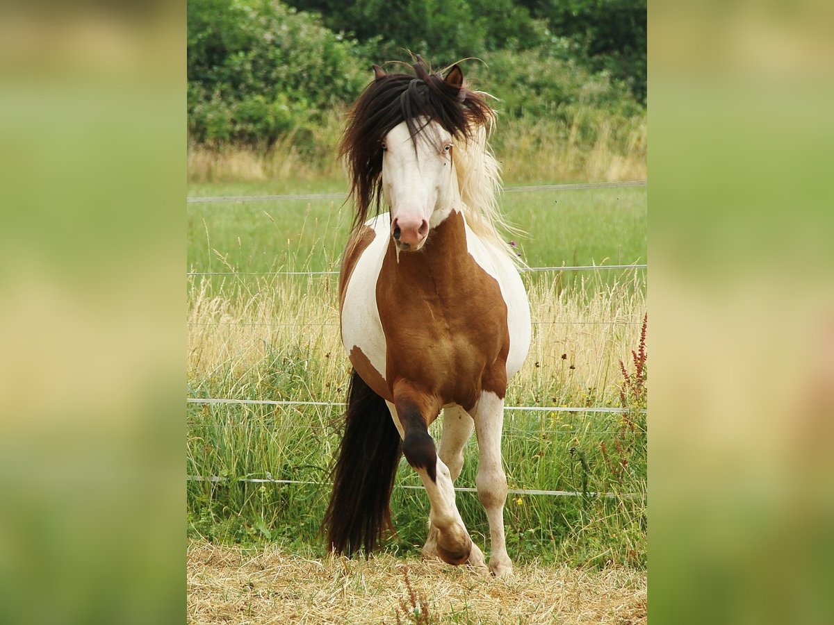 Islandshäst Hingst 6 år Pinto in Saarland