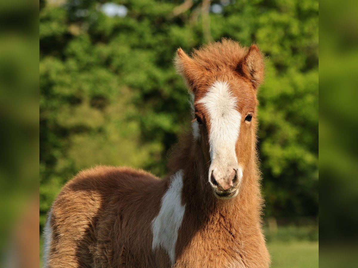 Islandshäst Hingst Föl (03/2024) 140 cm Pinto in Winterswijk kotten