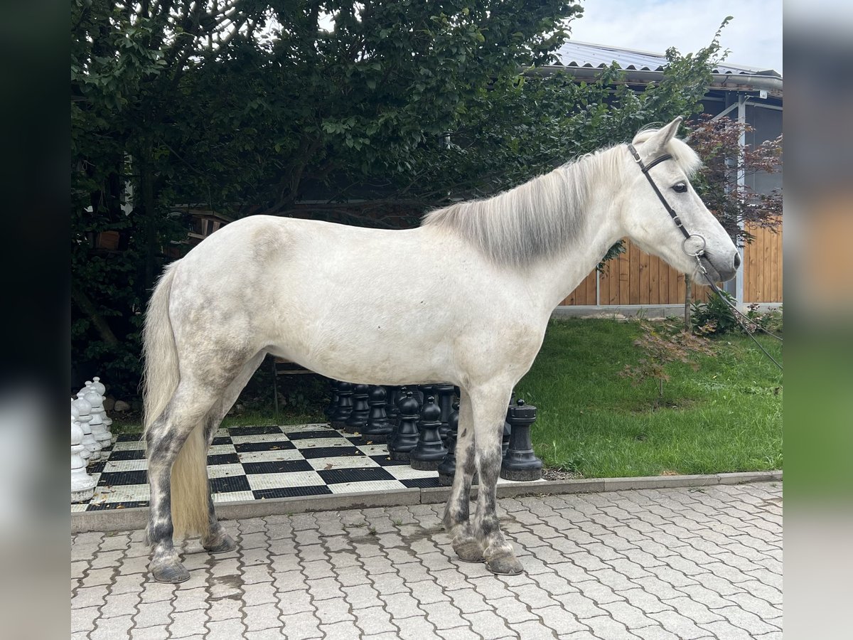 Islandshäst Sto 10 år 136 cm Grå in Lochen am See