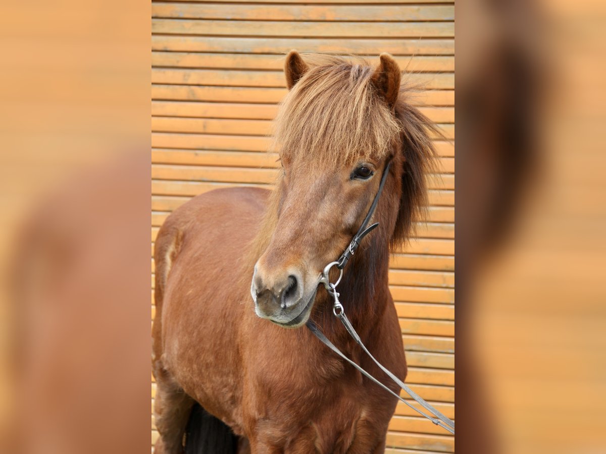 Islandshäst Sto 10 år 145 cm fux in Soltau