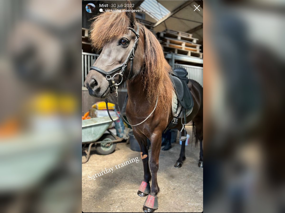 Islandshäst Sto 12 år 138 cm Rökfärgad svart in Helmond