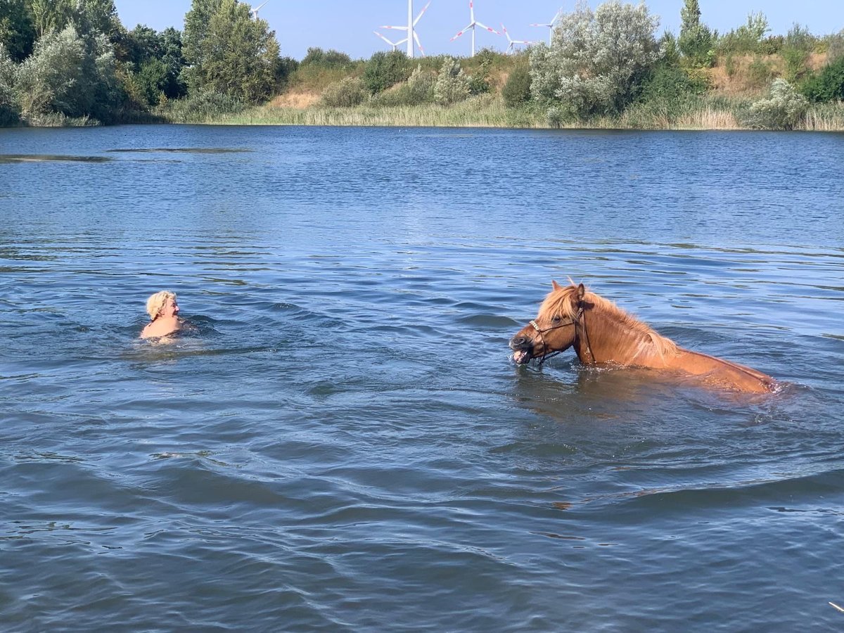 Islandshäst Sto 12 år 141 cm fux in Stegelitz