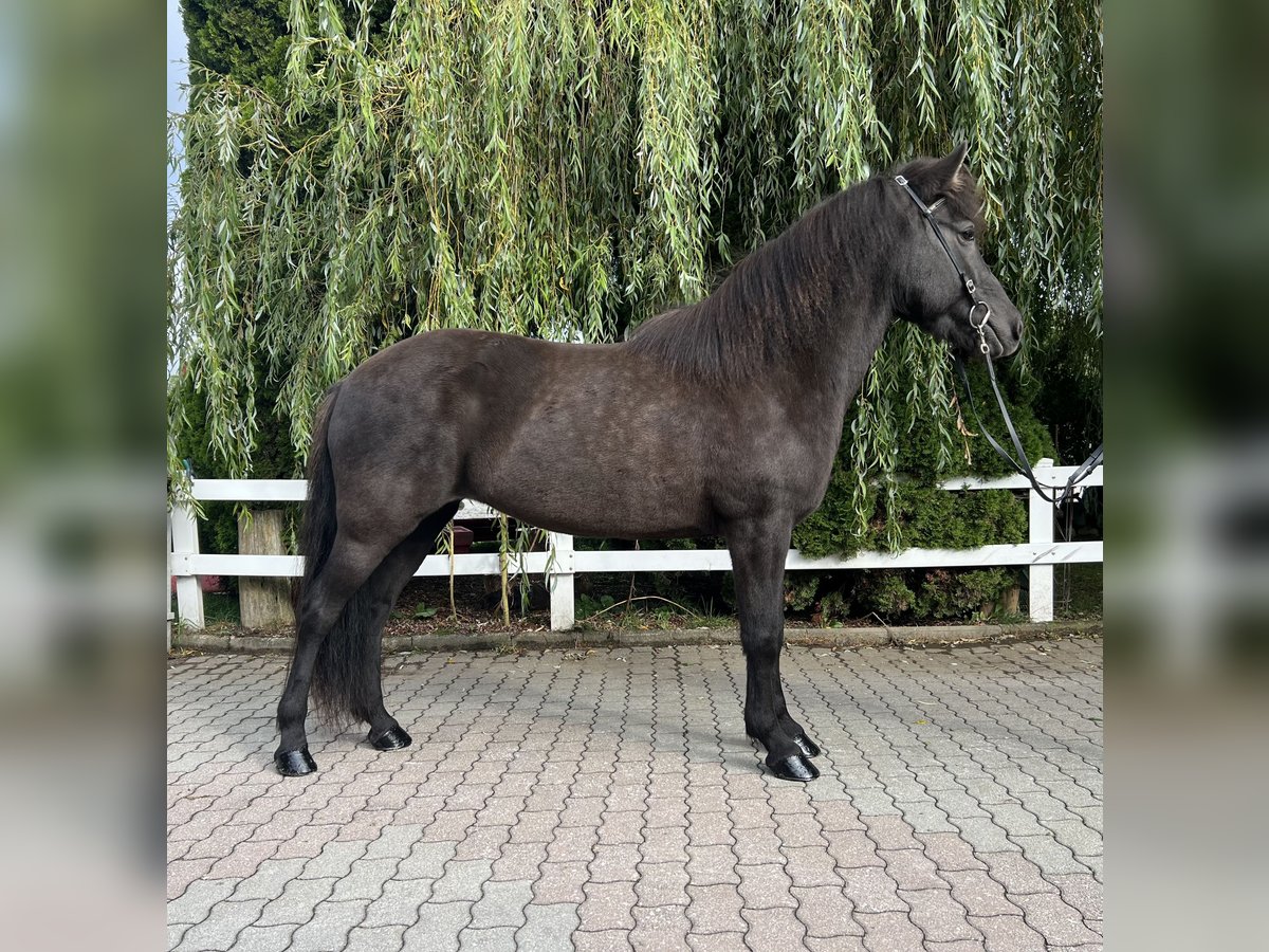 Islandshäst Sto 12 år 143 cm Svart in Lochen am See