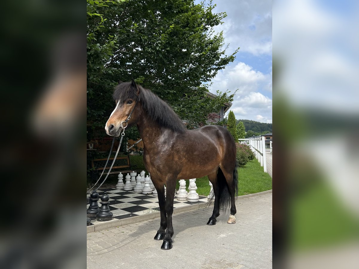 Islandshäst Sto 12 år 146 cm Brun in Lochen am See