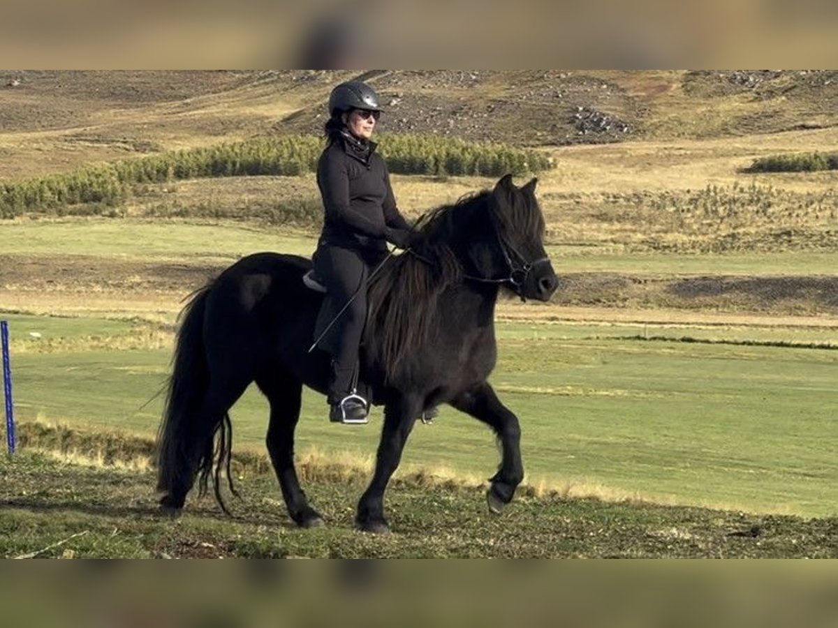 Islandshäst Sto 13 år 137 cm Svart in Schneverdingen