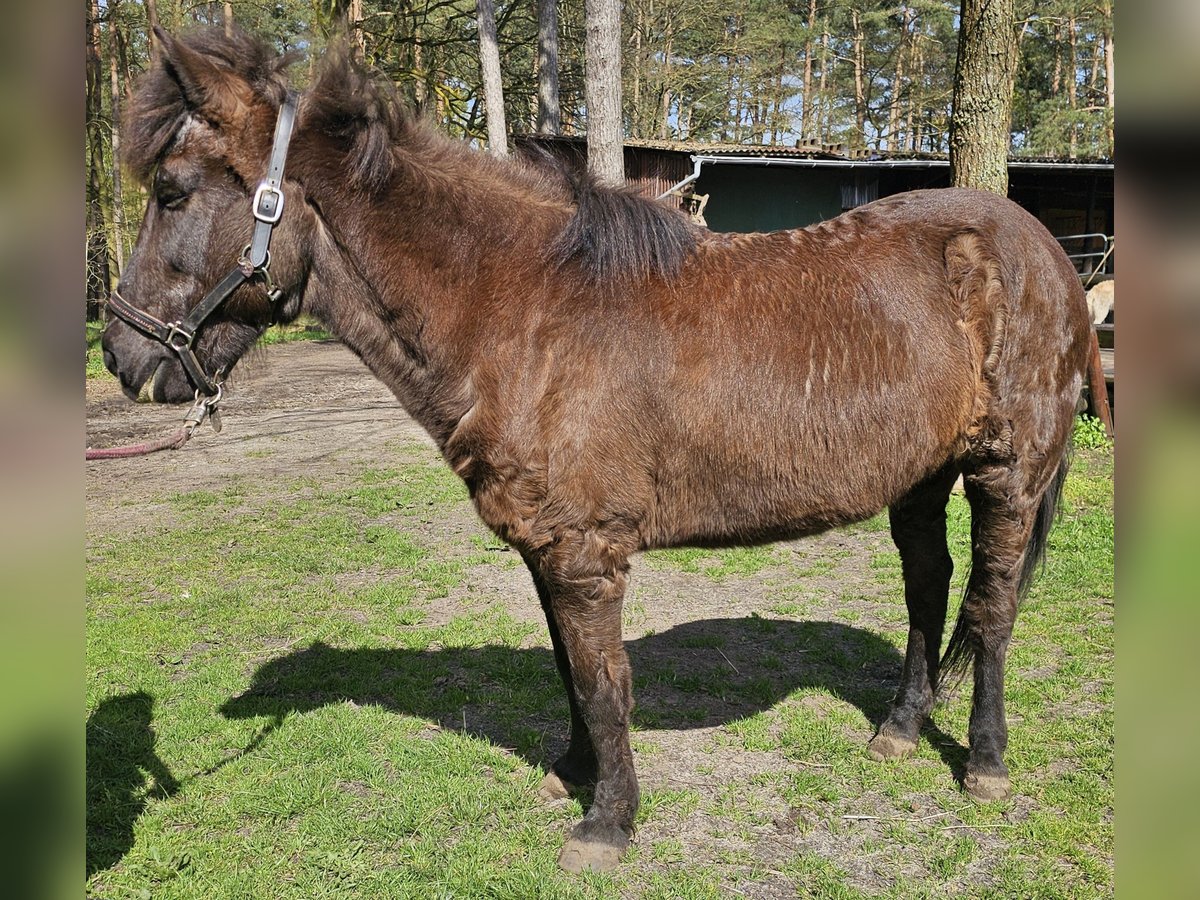 Islandshäst Sto 24 år 138 cm Svart in Burgwedel