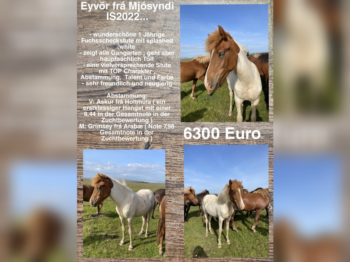 Islandshäst Sto 2 år in Reykjavik
