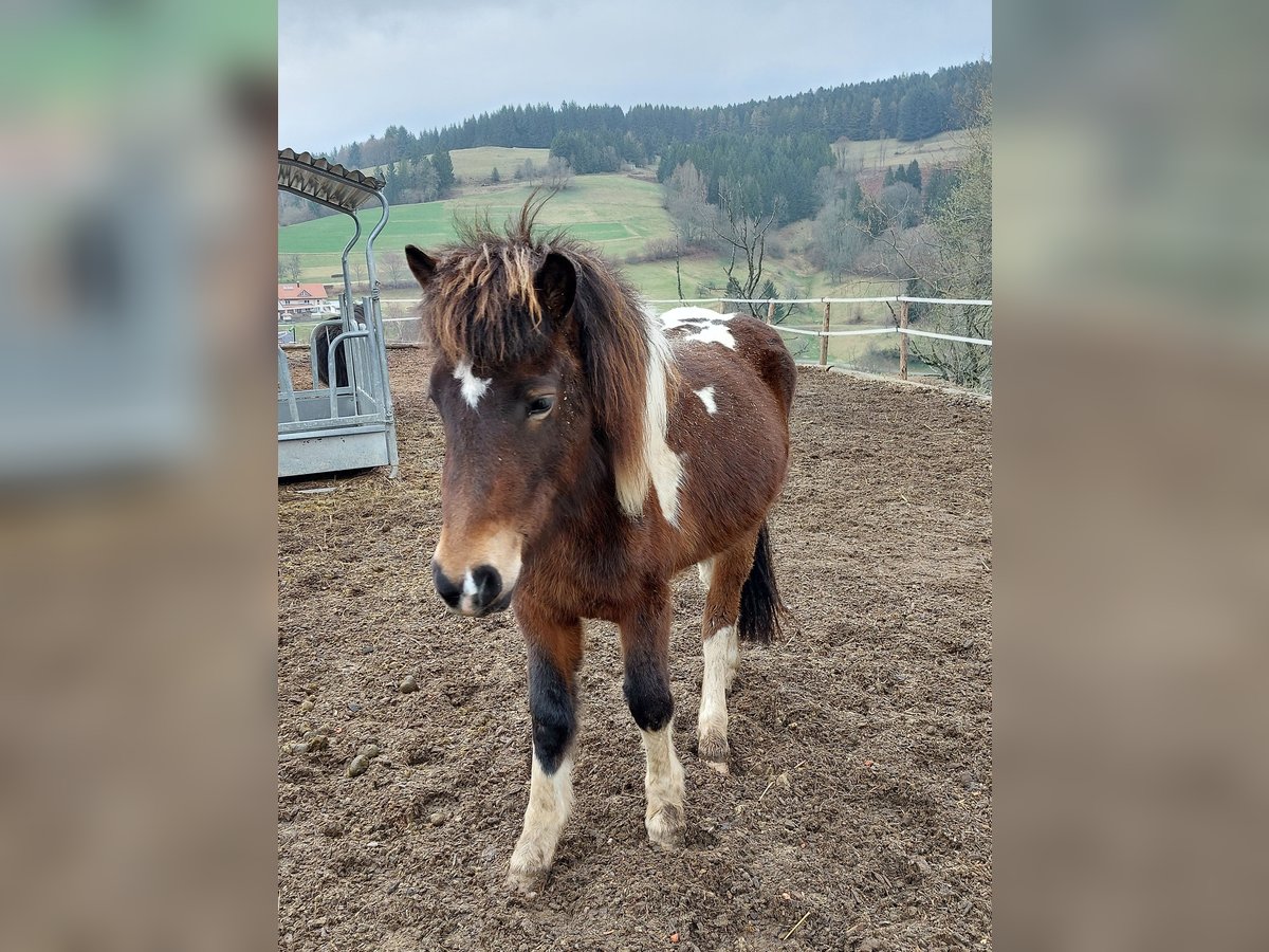 Islandshäst Sto 2 år Pinto in Häg-Ehrsberg