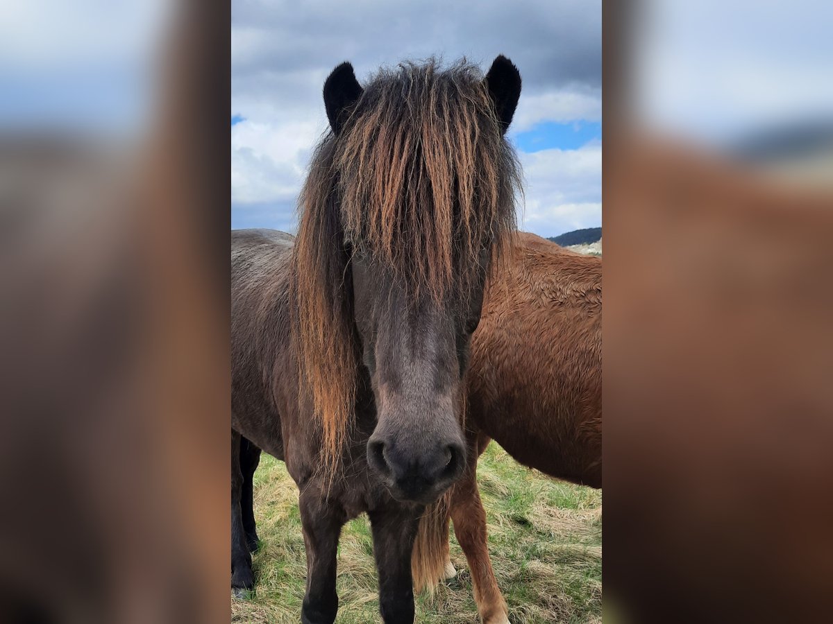 Islandshäst Sto 5 år 136 cm Rökfärgad svart in Kolverath