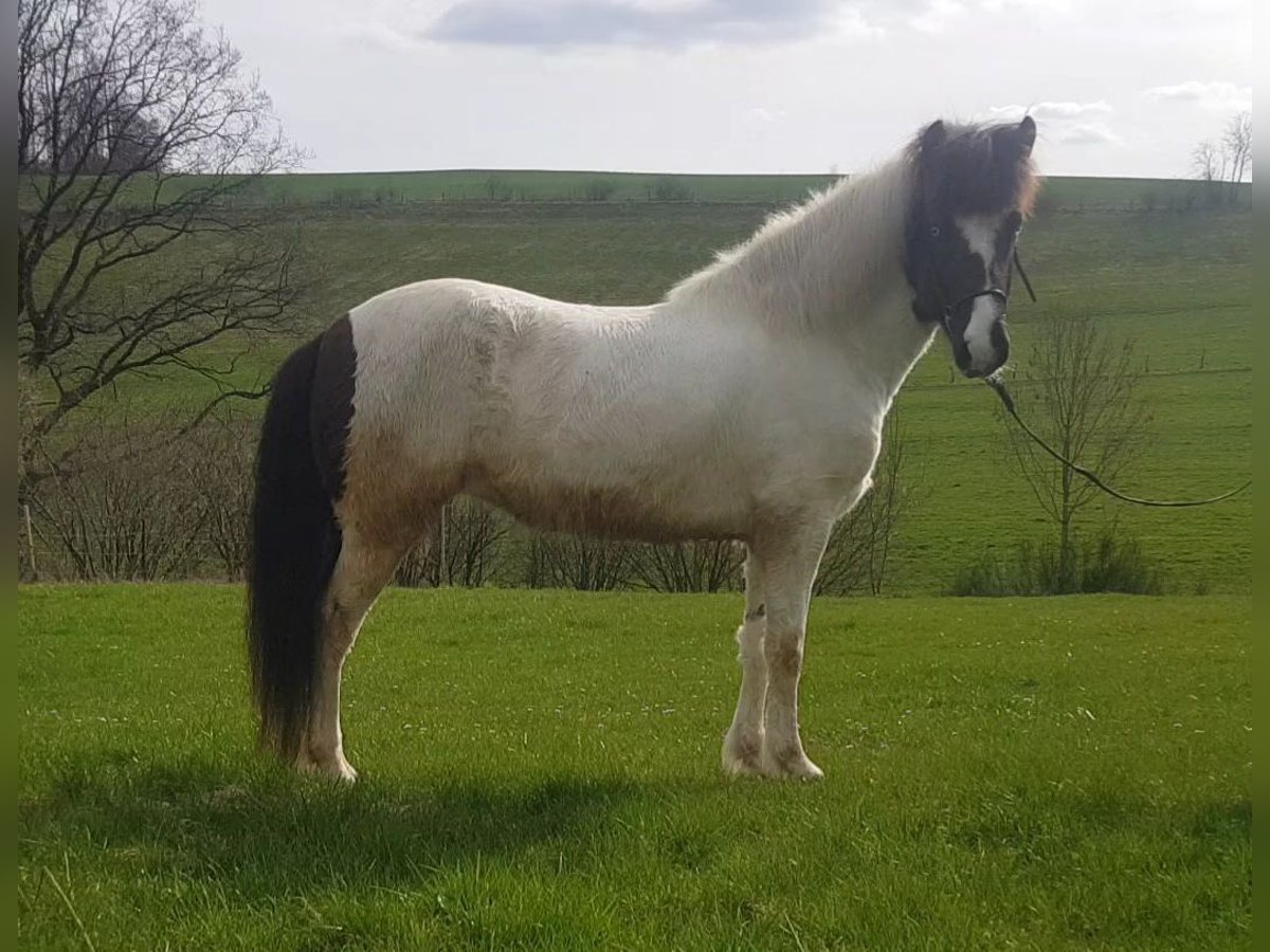 Islandshäst Sto 5 år 142 cm Pinto in Bergneustadt