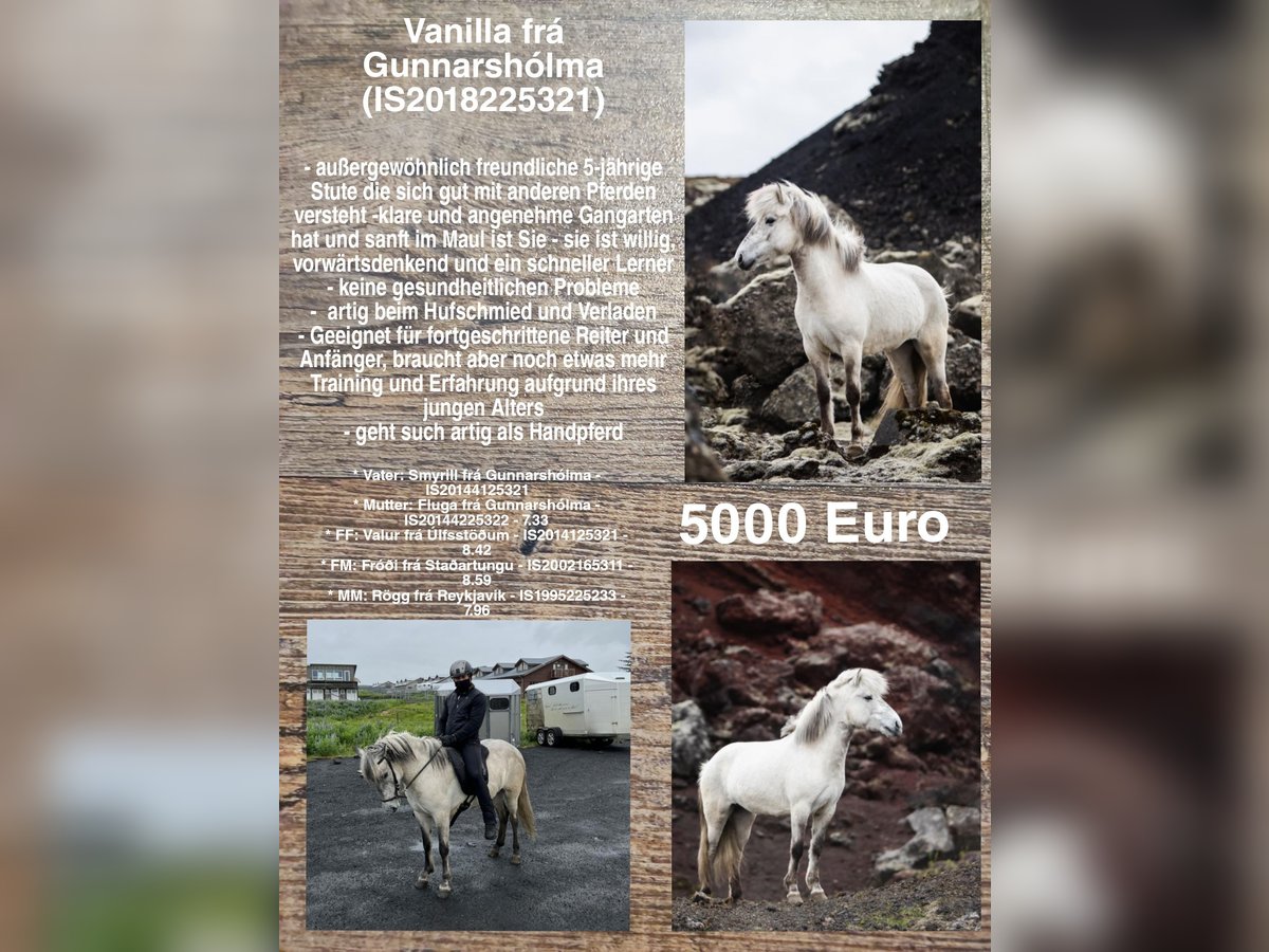Islandshäst Sto 6 år in Reykjavik