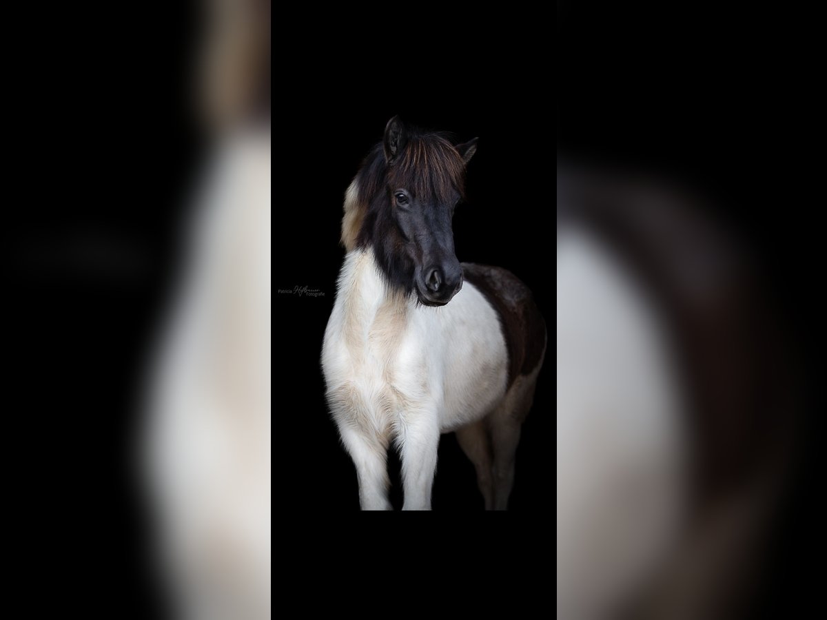 Islandshäst Sto 6 år Konstantskimmel in Spratzern