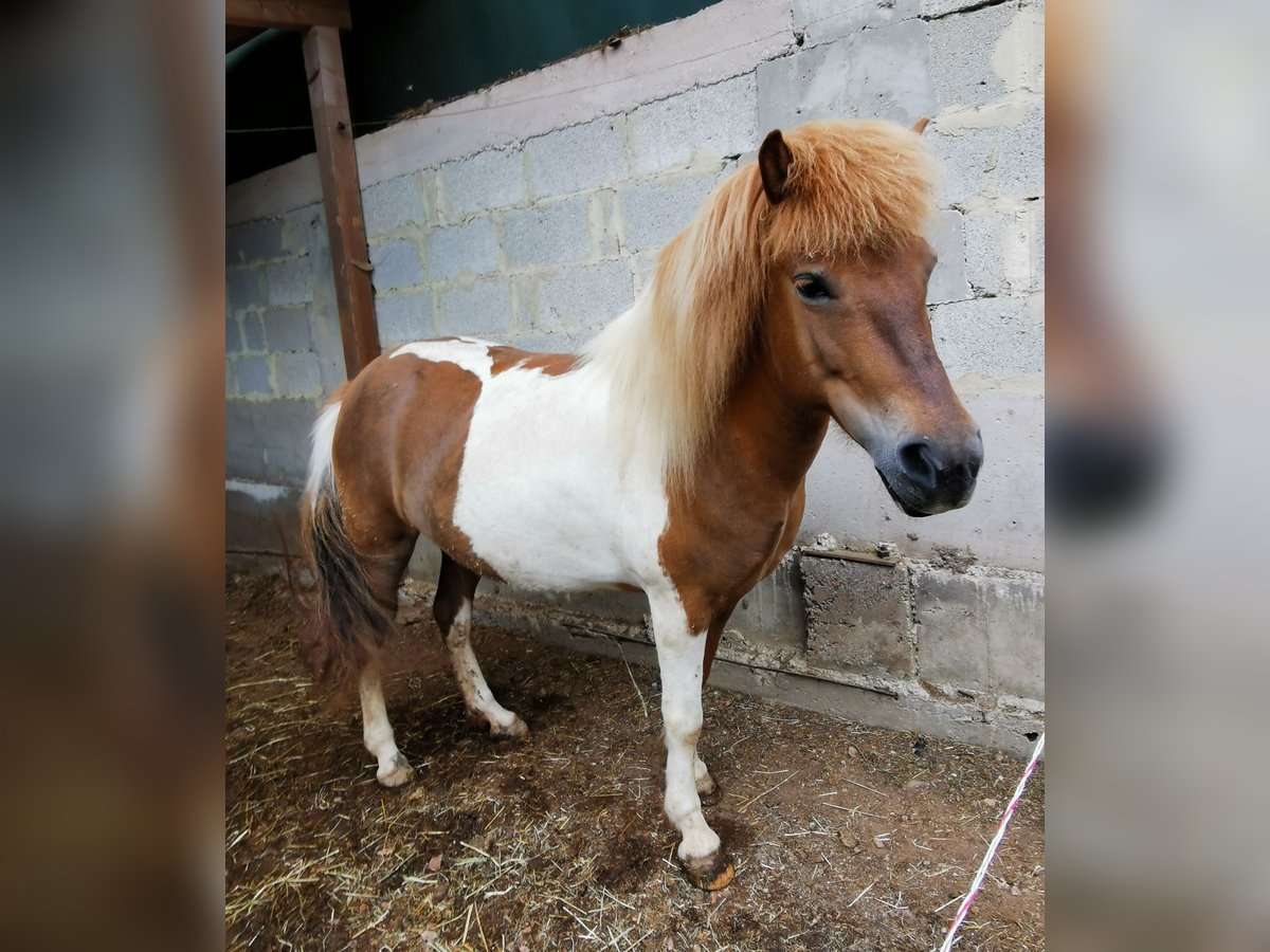 Islandshäst Sto 7 år 134 cm Pinto in Nonnweiler