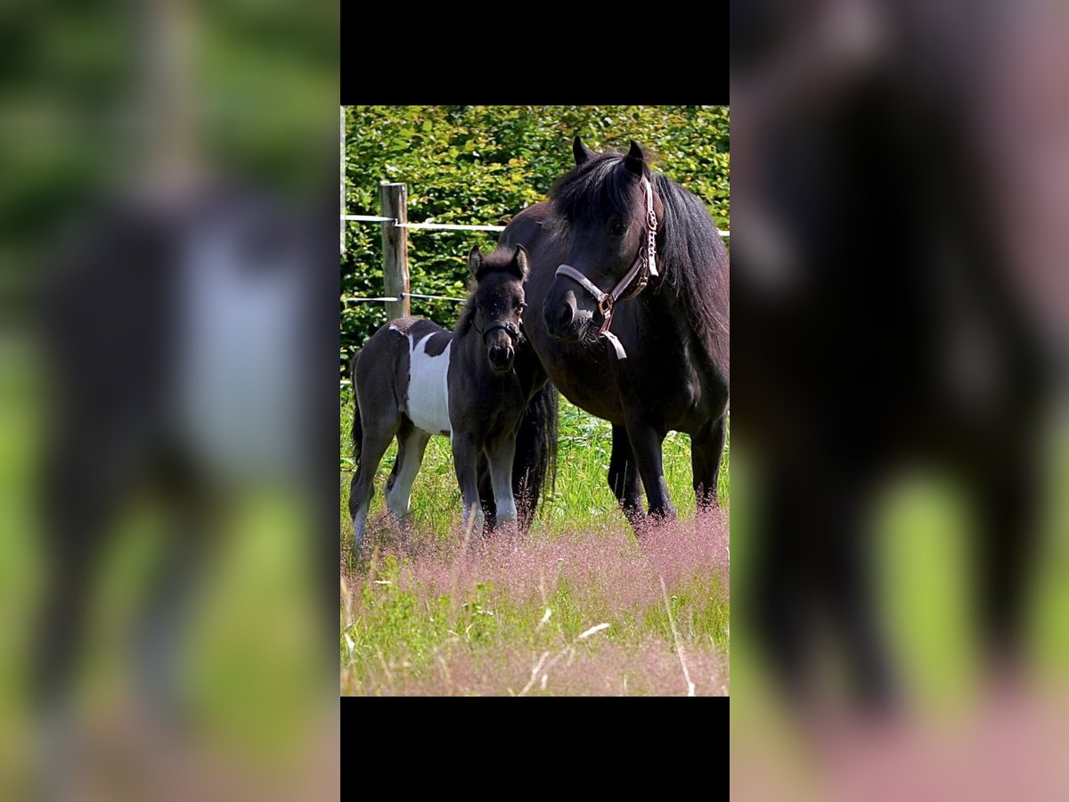 Islandshäst Sto 7 år 135 cm Svart in Bad Arolsen