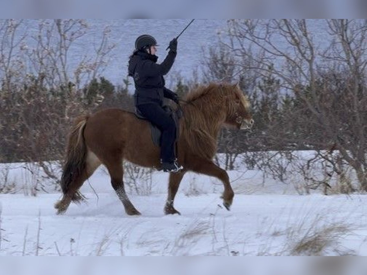 Islandshäst Sto 7 år 139 cm fux in Schneverdingen