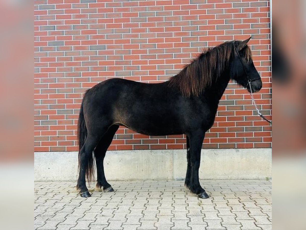 Islandshäst Sto 7 år 140 cm Svart in Zweibrücken