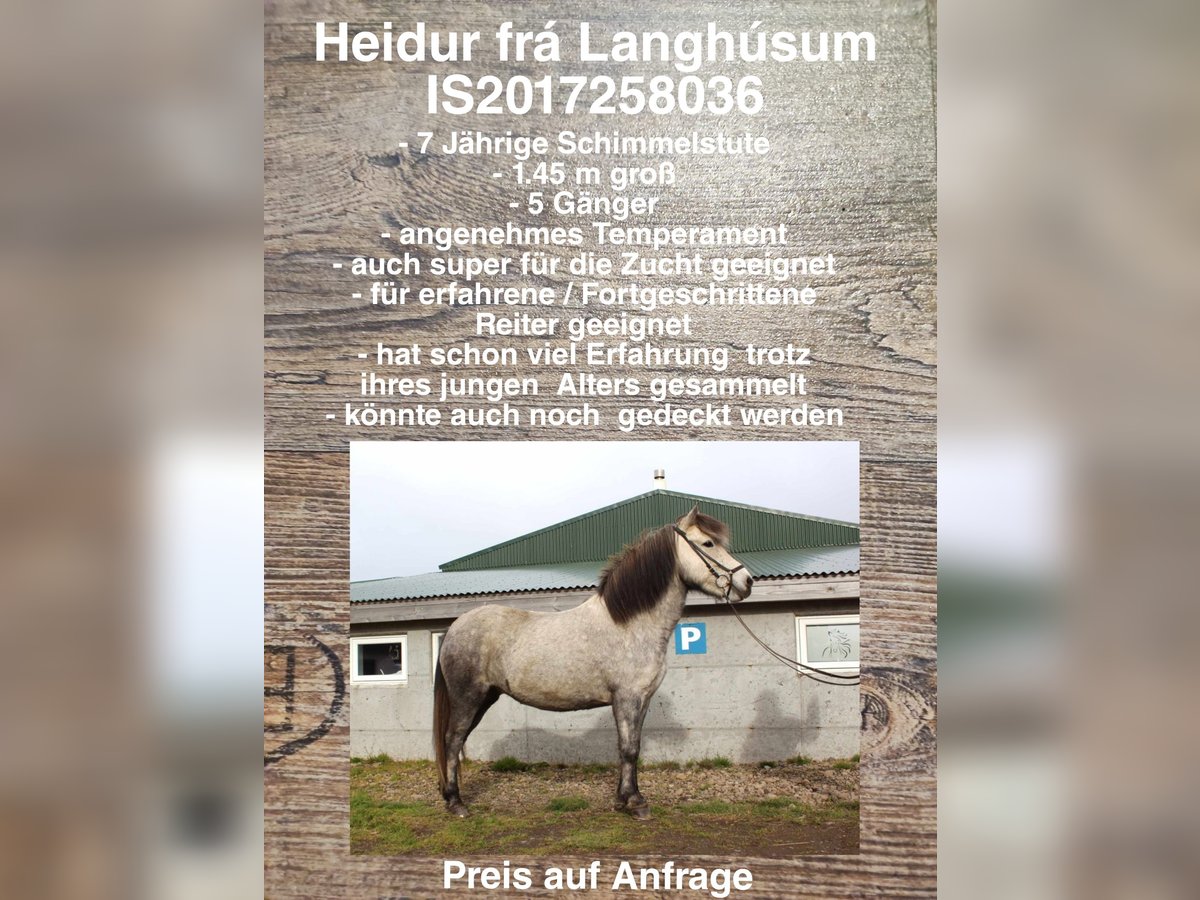 Islandshäst Sto 7 år in Reykjavik