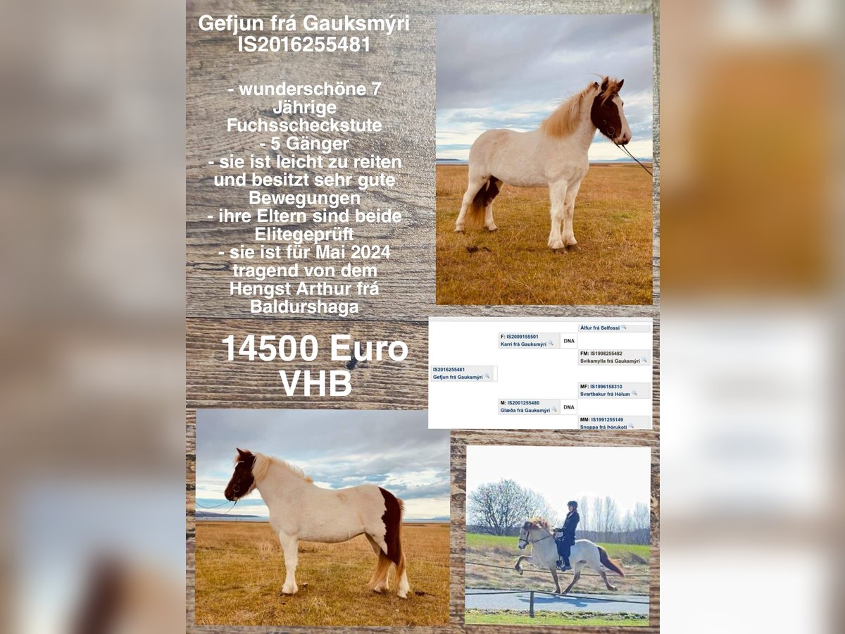 Islandshäst Sto 7 år in Lingen