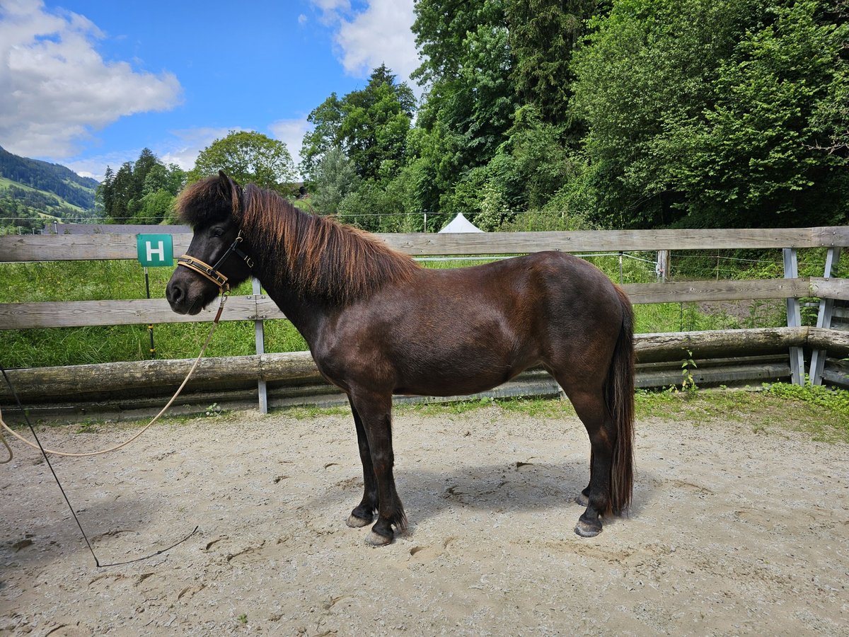 Islandshäst Sto 8 år 139 cm Svart in Erlenbach im Simmental