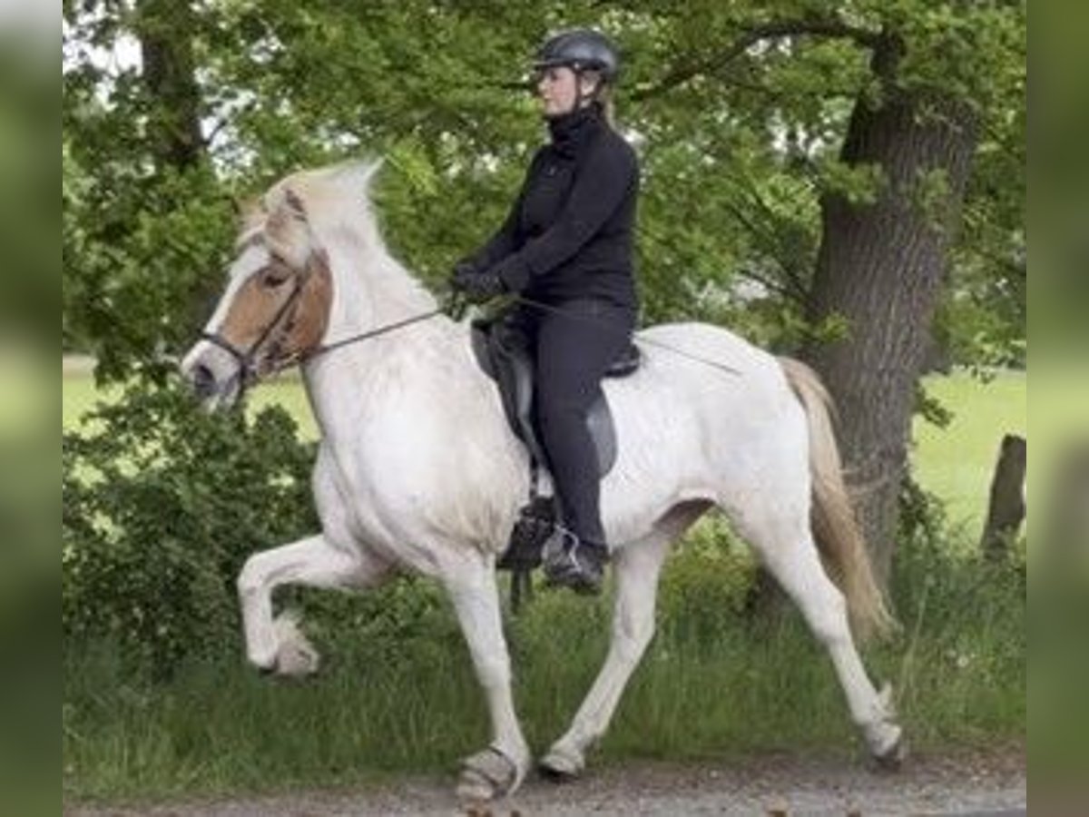 Islandshäst Sto 8 år 142 cm Pinto in Schneverdingen