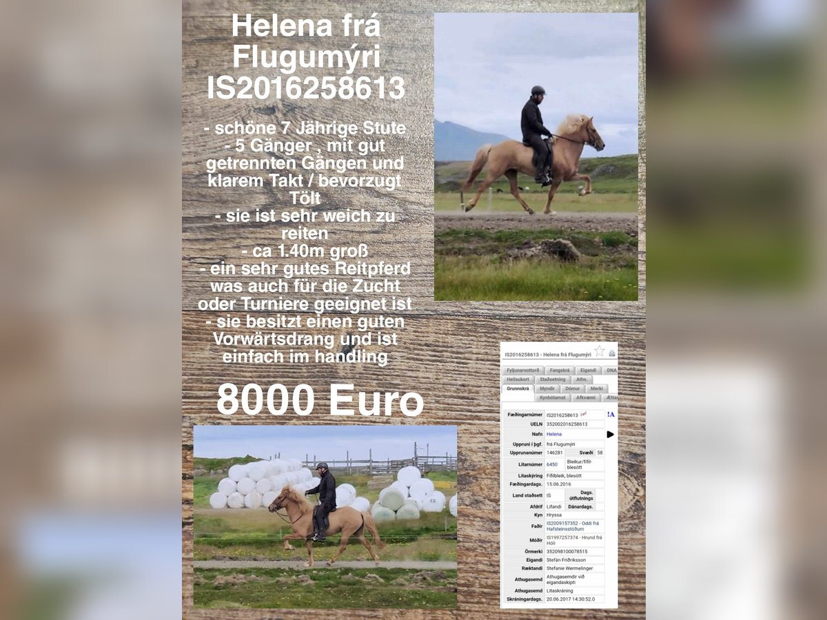 Islandshäst Sto 8 år in Reykjavik