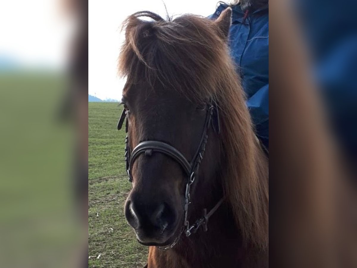 Islandshäst Valack 12 år 141 cm Mörkbrun in Pfaffnau