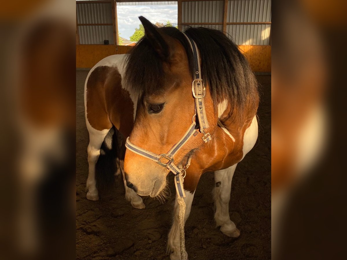 Islandshäst Valack 20 år 140 cm Pinto in Otterndorf