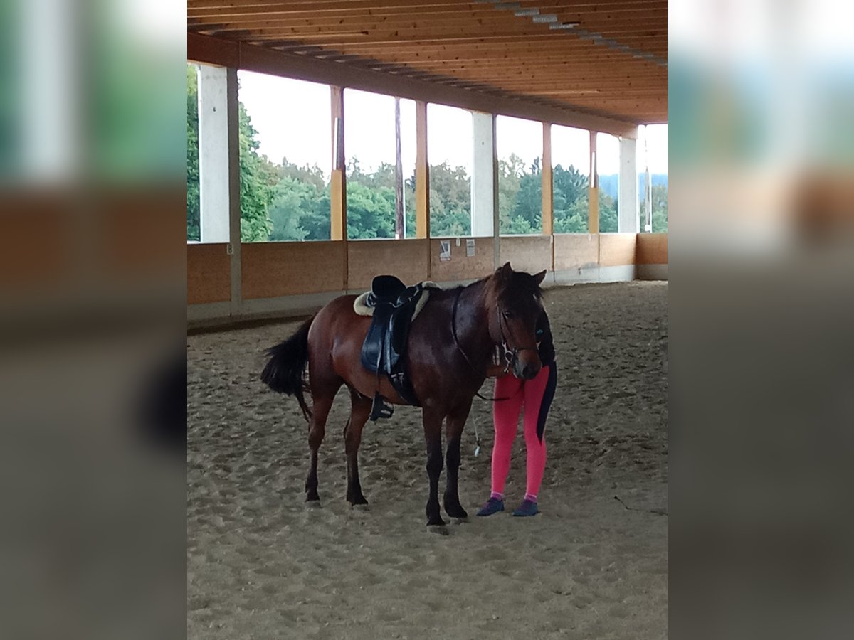 Islandshäst Valack 5 år 133 cm Mörkbrun in Gschwendt